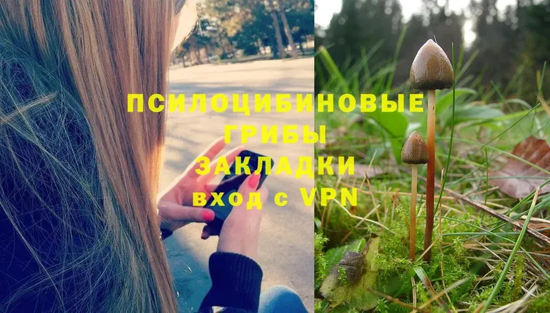 Галлюциногенные грибы Magic Shrooms Тара